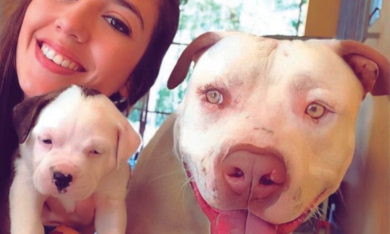 Cão envenenado em João Neiva: morte de pitbull pode dar 5 anos de prisão