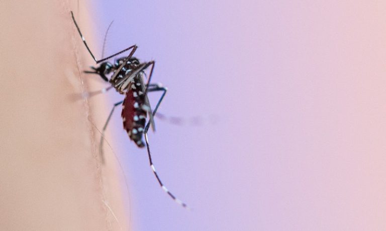 Casos de chikungunya dobram em uma semana em Minas Gerais