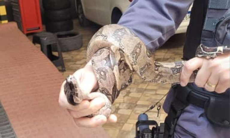 Cobra é resgatada em motor de carro no ES