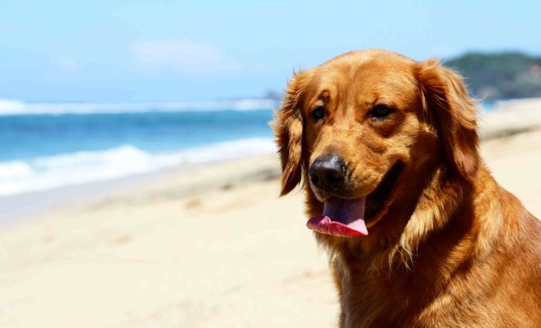 Cuidados com os pets durante o verão