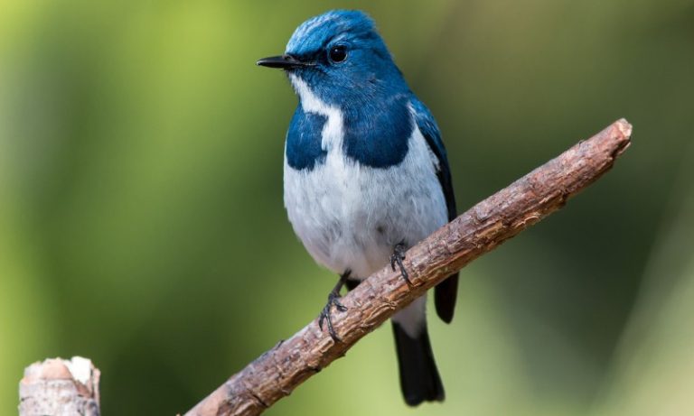 Decisão mantém suspensão de eventos com aves por mais 180 dias no ES
