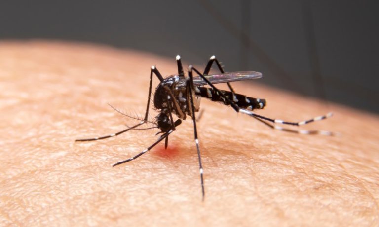 Dengue: Brasil tem 12 mortes e mais de 120 mil casos prováveis