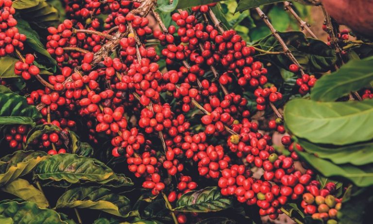 Espírito Santo tira vantagem de Minas Gerais na cafeicultura