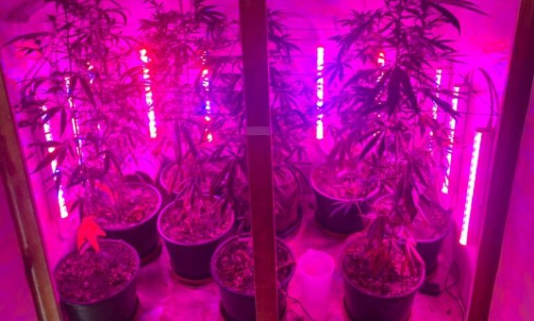 Maconha e haxixe são apreendidos em investigação de envio de drogas pelos Correios