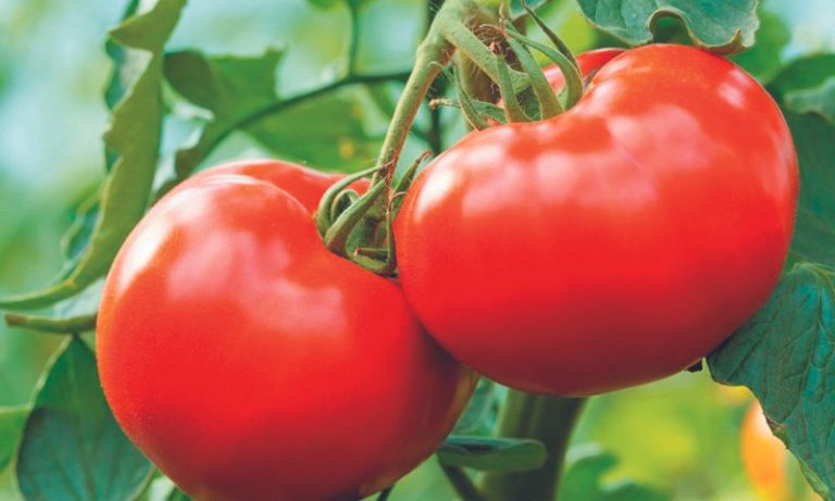 Película comestível para verduras durarem mais