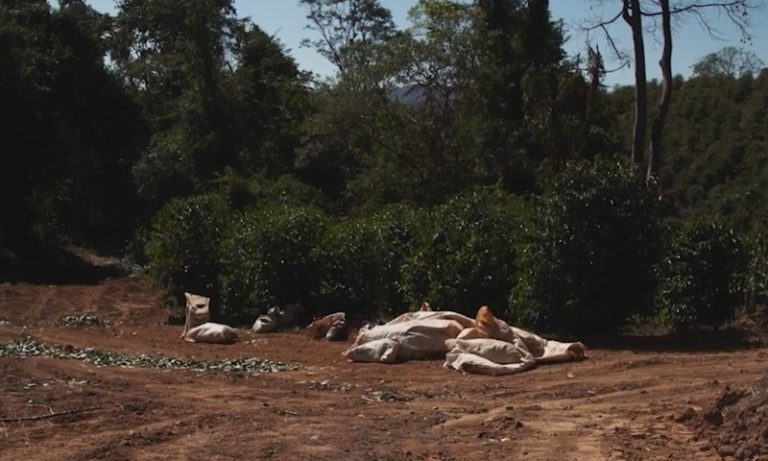 Trabalho escravo: 86 pessoas foram resgatadas no ES em 2023