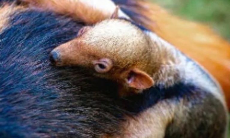 Zoológico do DF faz enquete para escolher nome de tamanduá-mirim bebê