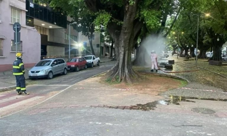 Ataque de abelhas deixa dois feridos durante bloco em BH