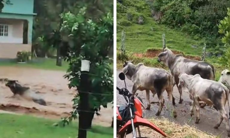 Bois sobrevivem após serem arrastados por enxurrada no ES