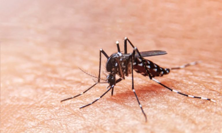 Brasil atinge 113 mortes por dengue em meio a escalada histórica da doença