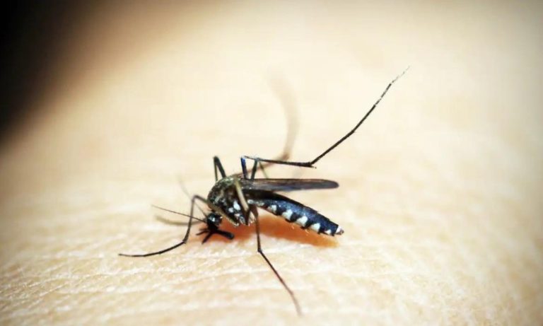 Brasil tem mais de um milhão de casos de dengue este ano