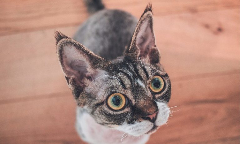 Concurso vai eleger gato mais bonito do Brasil
