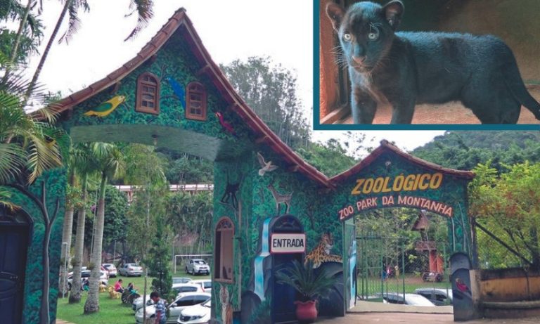 Depois de susto e ataque, oncinha Juma encanta em zoológico