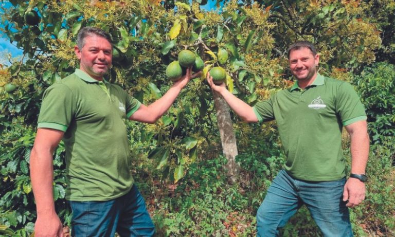 Espírito Santo é o 4º maior produtor de abacate do País