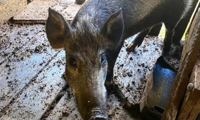 Javalis são apreendidos em criação ilegal em Santa Catarina