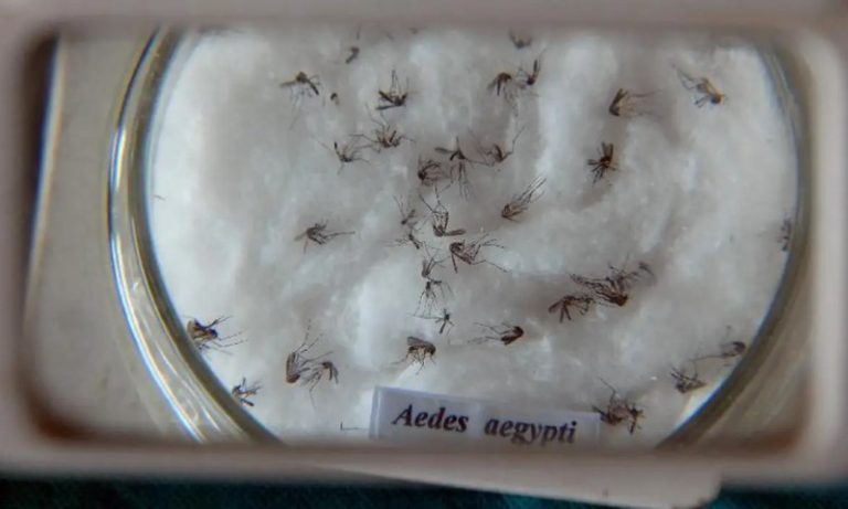 Número de casos de dengue grave mais do que dobra no País