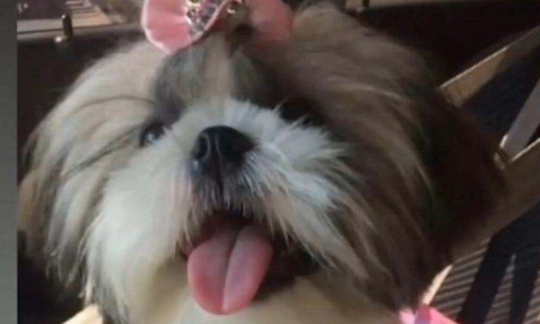 Pastor-belga ataca e mata cadela da raça shih-tzu em Vila Velha