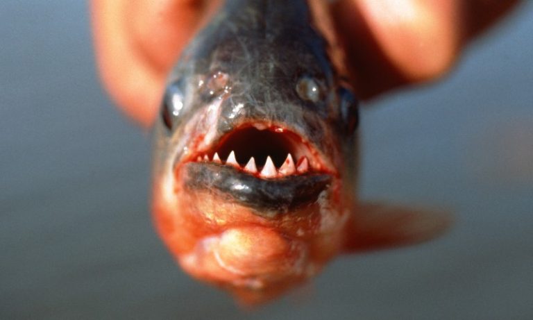Mais de 10 pessoas são socorridas após ataque de piranhas em praia de São Paulo