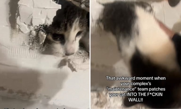 Mulher investiga barulho e descobre gato emparedado após reforma nos EUA