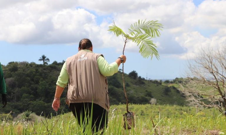 Suape amplia área verde com plantio de 70 hectares de Mata Atlântica