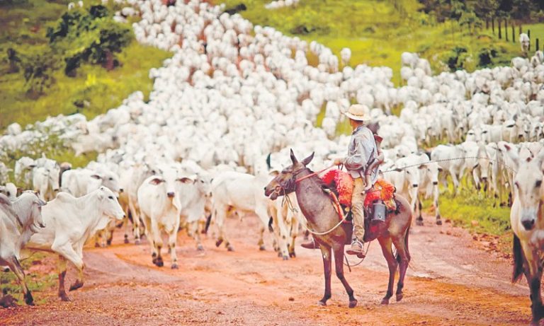 Turquia pode comprar 300 mil cabeças de gado do Brasil