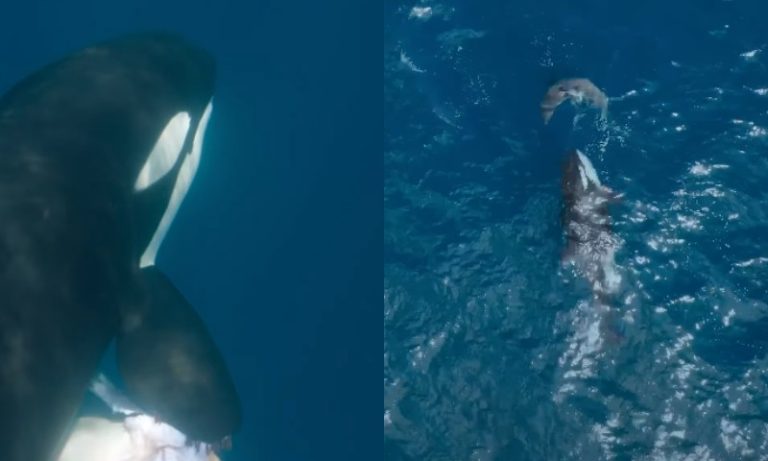 VÍDEO: Orca-avó arranca costela de tubarão-branco durante caça