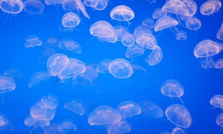 15 pessoas são feridas por águas-vivas em praia no Ceará