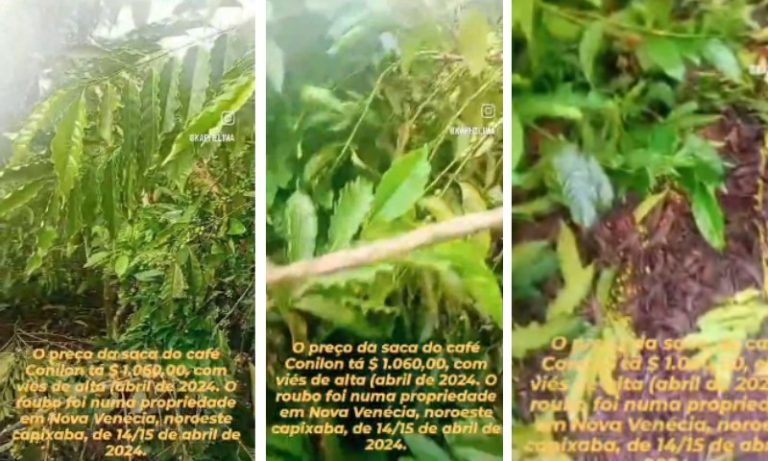 Agricultor tem prejuízo de mais de R$ 7 mil após furto de sacas de café no ES