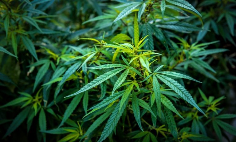 Alemanha aprova uso recreativo de maconha