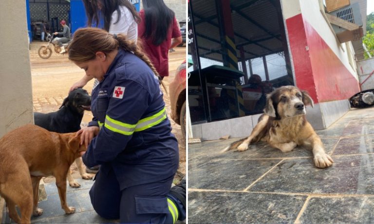 Após enchentes no Sul do ES, 400 cães e gatos são abandonados