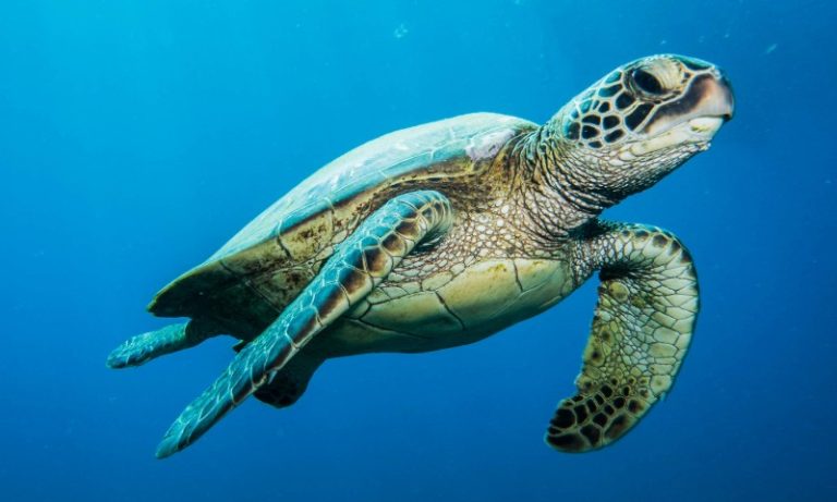 Como o lixo que jogamos no mar faz tartarugas-marinhas terem câncer