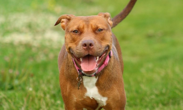 Escritora Roseana Murray é atacada por pitbulls: o que diz a lei sobre esses cães?