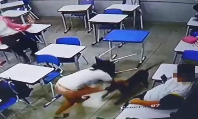 Estudante é atacada por cachorro dentro de sala de aula em escola de Goiás