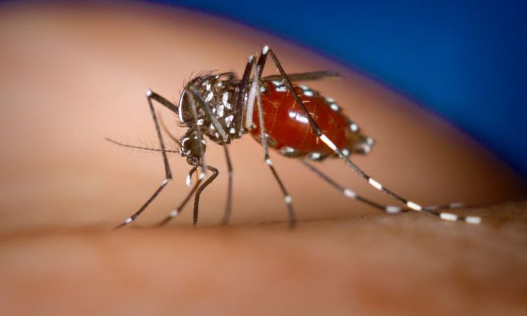Jaboatão dos Guararapes inicia vacinação contra a dengue em crianças nesta quinta