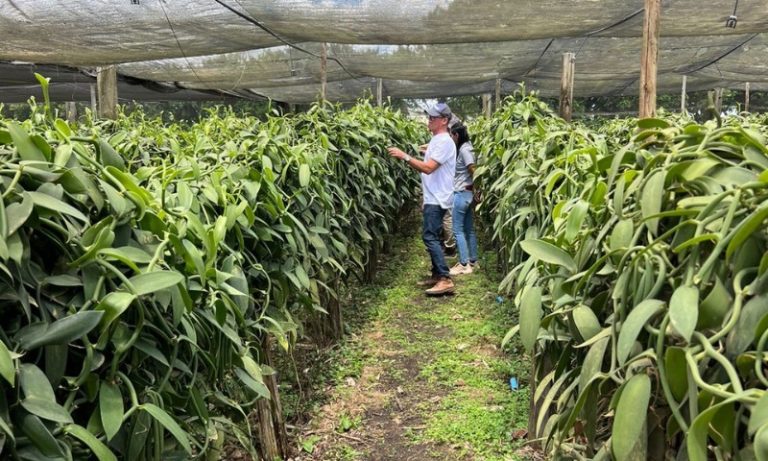 Novos produtos do campo chegam a R$ 6 mil o quilo