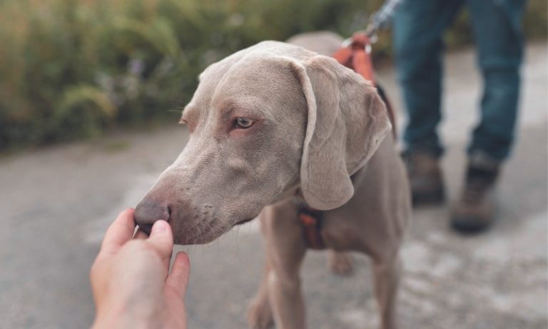 Número de ataques de cães é maior em quase 30 anos