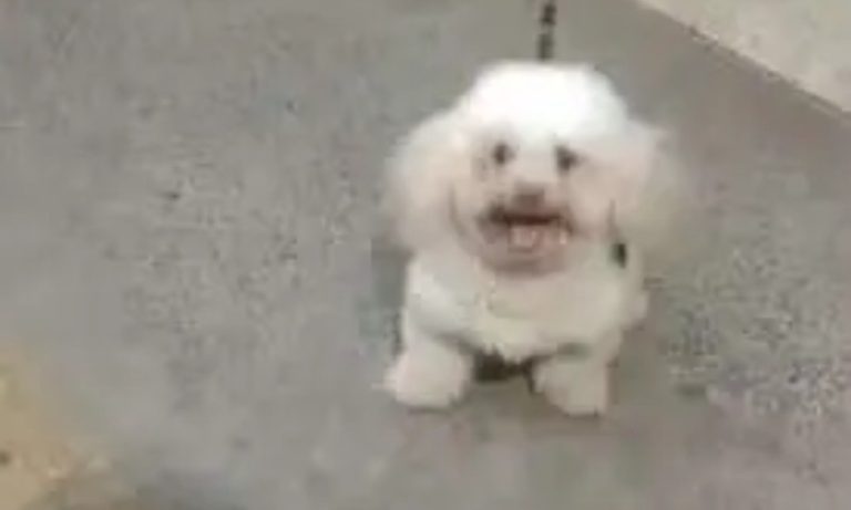 Poodle morre após ser atacado por pitbull em Salvador, na BA