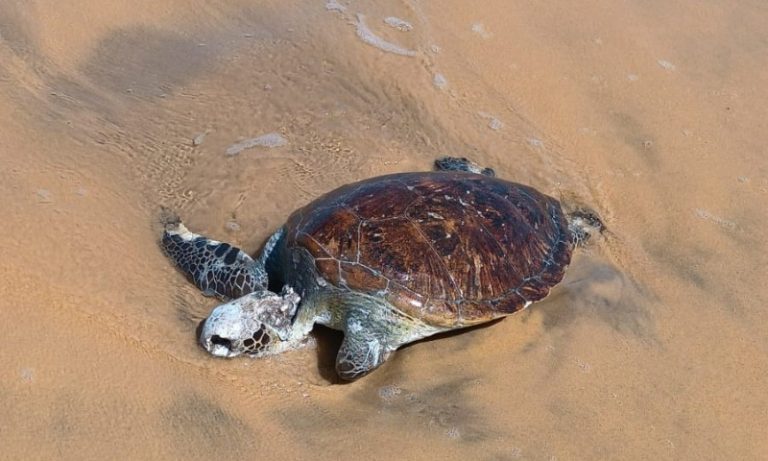 Tartaruga é encontrada morta em praia do ES