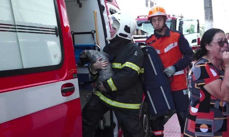 Cadela é resgatada de incêndio em prédio de Vila Velha
