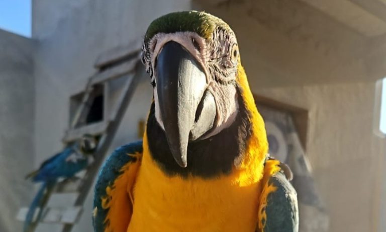 Família de Vila Velha procura Lila, arara-canindé que fugiu neste sábado