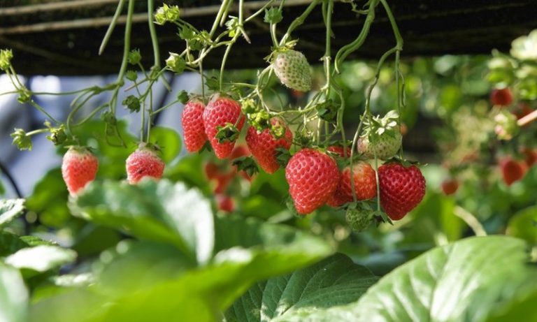 Incaper oferece capacitação sobre cultivo de morango em Domingos Martins