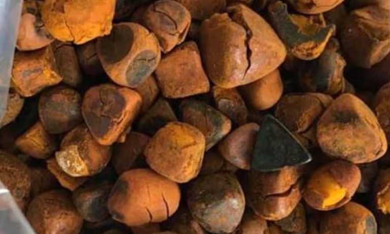 Pedra de fel, o “cálculo biliar” do boi que vale R$ 100 mil o quilo
