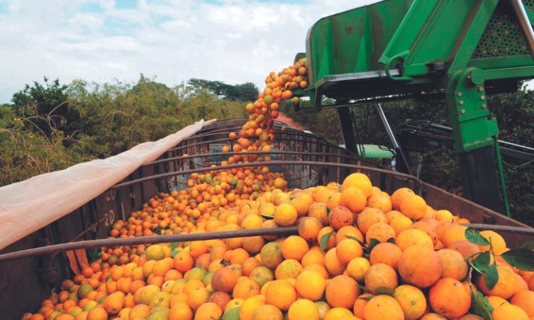 Pior safra de laranja em 36 anos