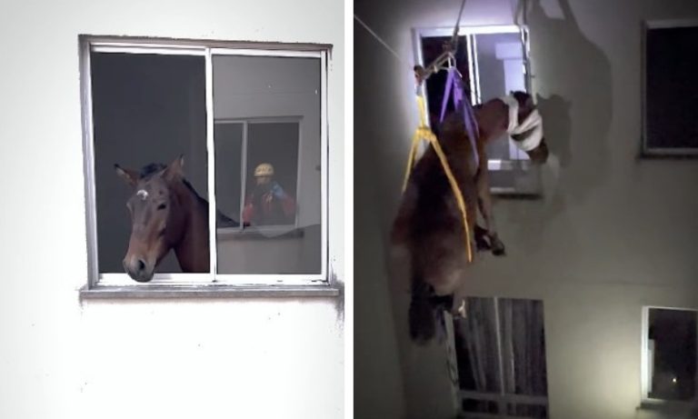 VÍDEO | Égua é resgatada do 3º andar de prédio residencial no RS