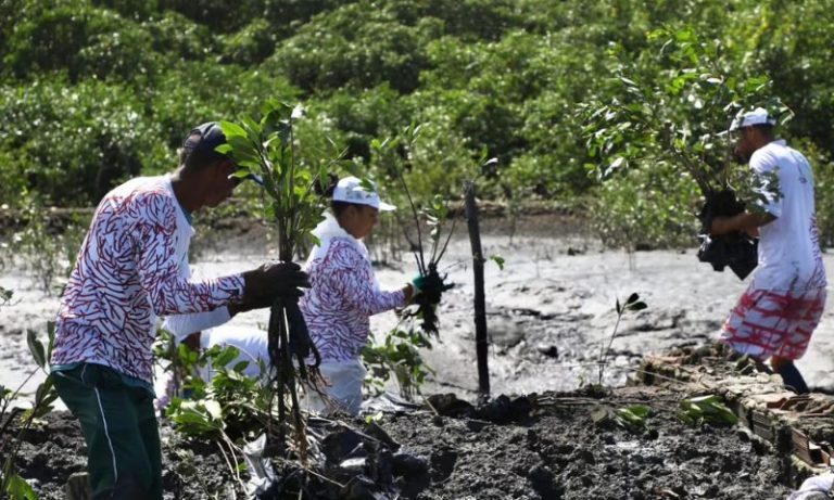 2 mil mudas plantadas na Ilha Joana Bezerra: mangue do Recife revitalizado