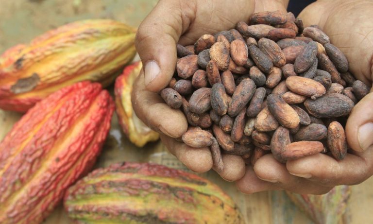 Cacau “vira ouro” e passa a atrair o crime organizado no Equador