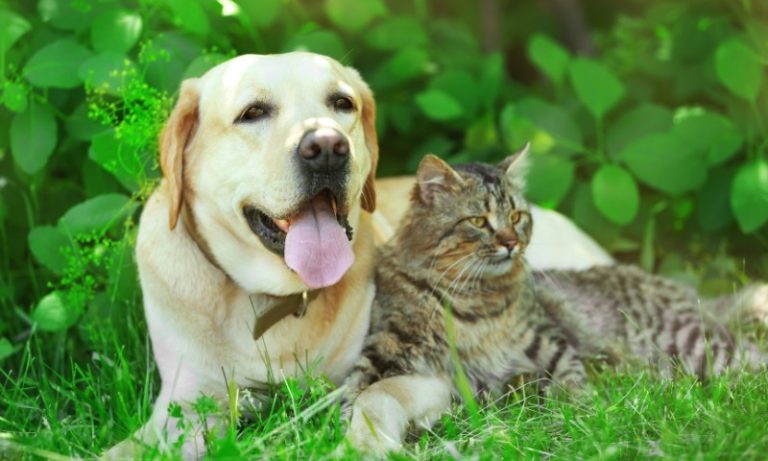 Deputados do ES aprovam projeto de Lei que proíbe piercing e tatuagem em animais