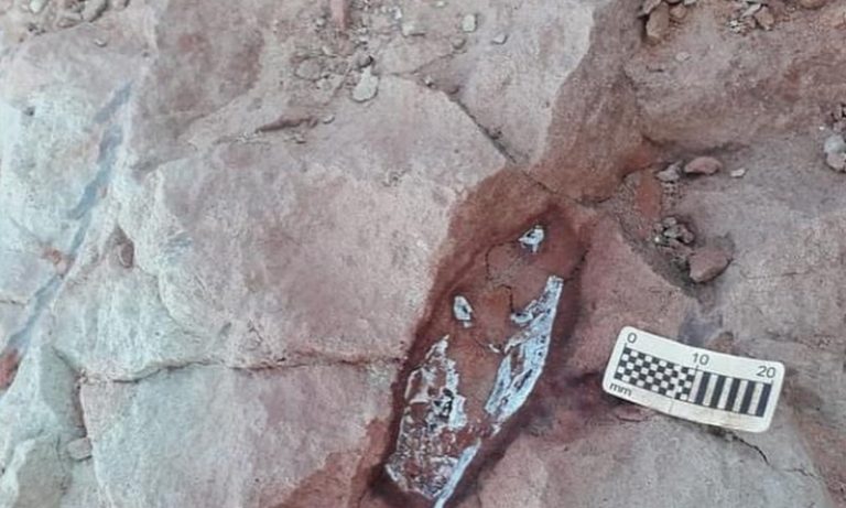 Fóssil de crocodilo pré-histórico é achado durante obra de rodovia em SP
