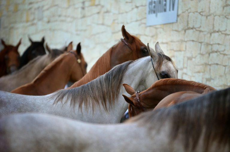 Humanos passaram a criar cavalos para valer há 4.200 anos