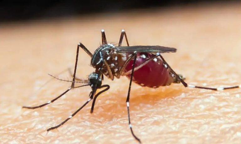 Estudo mostra como mosquitos podem ‘farejar’ humanos